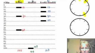 How to Construct a Plasmid Mapmp4 [upl. by Mathilda533]