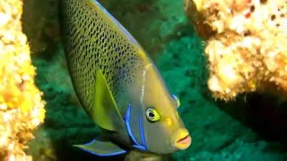 Two Blue AngelfishPomacanthus semicirculatus Cherubs Cave Moreton Island [upl. by Paulo]