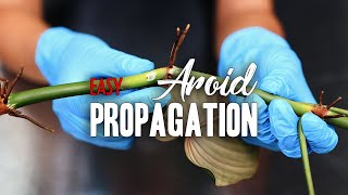 How to EASILY propagate an Aroid [upl. by Ardnassela609]