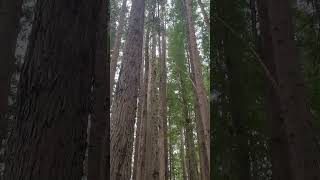 The Incredible Bulk  Californian Redwoods Great Otway National Park  13102024 [upl. by Rose]