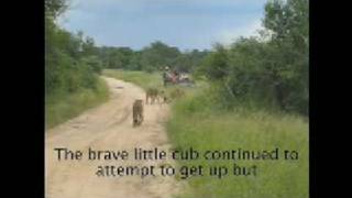 Battle at Sabi Sands Game Reserve [upl. by Rajiv]