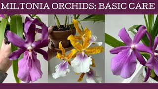 Miltonia orchid care [upl. by Ave92]