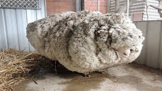 Sheep Shearing Penn State Extension [upl. by Suedama]