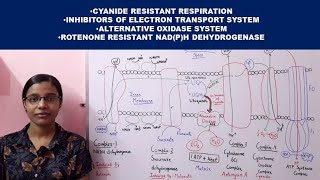 Cyanide Resistant Respiration  Inhibitors of Electron Transport Chain  Alternative oxidase [upl. by Ydissak]