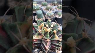 Gymnocalycium Mihanovichii Variegated unnamed with unusual spines and unique colors [upl. by Attennaej]