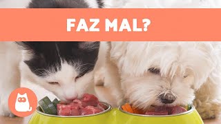 GATOS podem comer RAÇÃO de CACHORRO 🙀 [upl. by Etnahc]