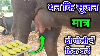 बिना इंजेक्शन के थन की सूजन ठीक करें  mastitis treatment in Buffalo [upl. by Pinto488]