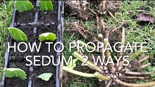 How To Propagate Sedum 2 Ways Taking Sedum Cuttings Dividing Sedum Plants Plant Propagation [upl. by Arikat]