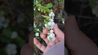 Fresh snowberry [upl. by Ela]