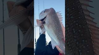 Gold Coast Snapper Fishing Frenzy [upl. by Nnovahs]