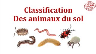 Classification des animaux du sol  GuilMini [upl. by Yablon786]