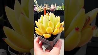 Echeveria Agavoides Golden Maria Hybrid succulentsplanterspot plants succulant garden australia [upl. by Rifkin]