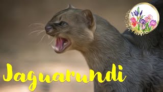 Jaguarundi Master of Stealth and Aggression [upl. by Sondra]