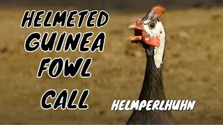 Helmeted Guineafowl Call birds birdsounds [upl. by Emixam644]