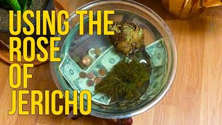 How to Use Rose of Jericho Rosa de jericó for Spiritual WorkSpells [upl. by Ttennej433]