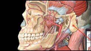 Trailer de Netter  Atlas da Anatomia Humana [upl. by Den]