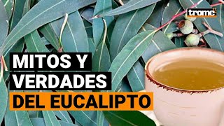 EUCALIPTO Conoce sus propiedades medicinales ┃MITOS Y VERDADES [upl. by Kceb]