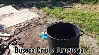 Buseca Criolla Uruguaya [upl. by Dorinda160]