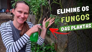 3 Receitas para Combater os Fungos das Plantas 🦠 Horta em Casa 🍅 Como Acabar com os Fungos do Tomate [upl. by Iraj]