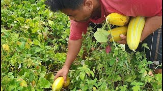 Yummy cucumis melo with mike recipe  eating Delicious [upl. by Nevart423]