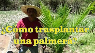 ¿Cómo trasplantar una palmera [upl. by Kowal767]