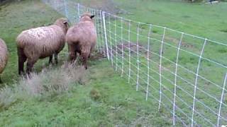 Sheep Touches Electric Fence [upl. by Adnoval]