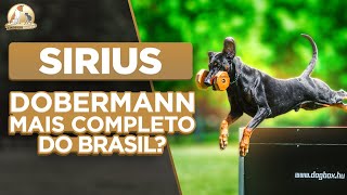 Dobermann de trabalho  Competidor do IDC 2024  Sirius  Cinofilia Digital [upl. by Dirtsa]