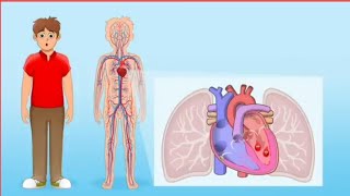 The circulatory system for kids [upl. by Bremer]