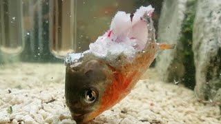 Piranhas Eat Piranha Alive [upl. by Ahders]