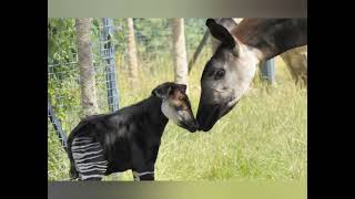 The Okapi the only living relative to the giraffe that looks like a zebra 🦓🦒🦓🦓🦒🦒 [upl. by Seedman]