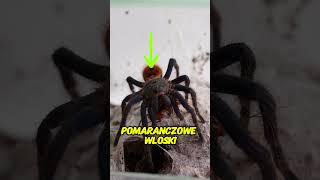 Jaki ptasznik na pierwszego chromatopelma ptasznik pajakowesprawki spider [upl. by Annaehs]