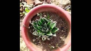 Aloe Aristata plant nature utubeshorts greencare garden flowers [upl. by Lewis]