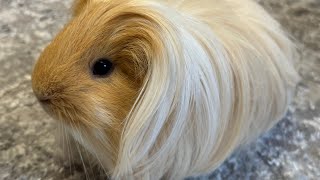 Cute Guinea Pig noises A Funny And Cute Guinea Pig [upl. by Hymie]