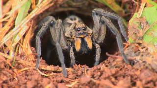 Wolf Spiders [upl. by Liggitt]