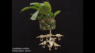 Minhas Dicas de Cultivo de Orquídeas 73 [upl. by Umeh]