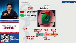 OTORRINOLARINGOLOGÍA  ANATOMÍA [upl. by Etirugram253]