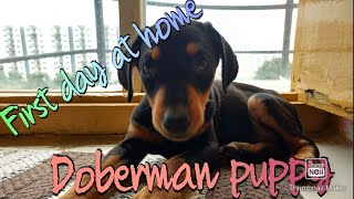 Doberman puppy  First day at home [upl. by Wylie]