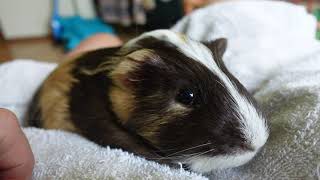 Guinea Pig Abandoned Pet Store Pig Adoption [upl. by Cheshire]