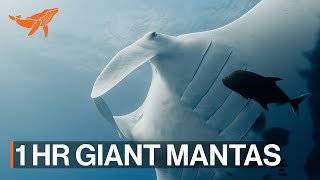 4K Underwater Ocean Swim with Giant Manta Rays  One Hour  Relaxing Music  SeaLegacy [upl. by Figone]