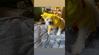 Introducing Winnie the Hazel Ann Pooh furkids dogsofyoutube winniethepooh [upl. by Atirak143]