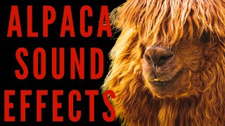 AMAZING VOCALIZATION OF ALPACAS  Alpaca Sound Effects  maktubytv [upl. by Annaya]