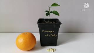 Germination dun pépin dorange pour obtenir un oranger [upl. by Kannan]