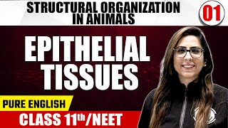 STRUCTURAL ORGANIZATION IN ANIMALS PART 1 01  Epithelial Tissues  Zoology  Class 11th  NEET [upl. by Ecidna168]