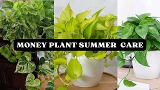 Money plant summer care amp how to avoid leaves burning Aleena roof garden [upl. by Josie]