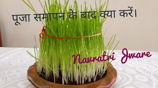 Navratri Jware  jaware  Navratri Jware visarjan नवरात्री पूजा समापन बाद ज्वारे का क्या करें [upl. by Keel]