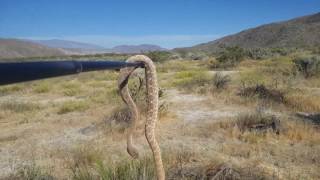 Sheep Canyon Highlights  Anza Borrego CA [upl. by Fillian]