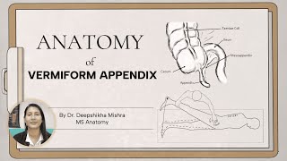 Anatomy of Vermiform Appendix  Dr Deep Shikha [upl. by Durstin849]