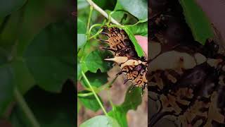 Giant caterpillars Troides aeacus the golden birdwing [upl. by Anihsat]