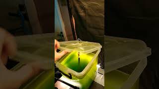 Preparing Chlorella Algae culture for harvesting algae diy biofuel science sustainability [upl. by Wivinah379]