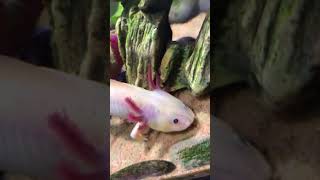 This Animal Can Regrow Its Body Parts shorts animalfacts axolotl [upl. by Retsof]